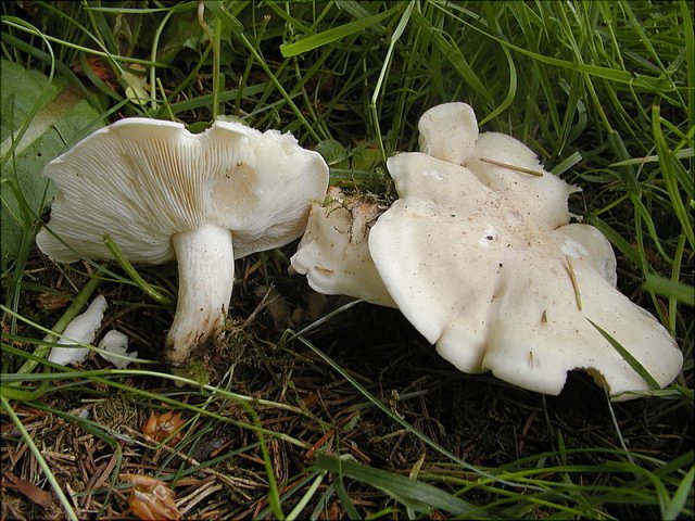 Calocybe gambosa, Maipilz